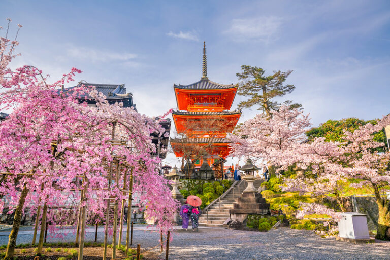Cherry blossom and Kiyomizu-dera Temple